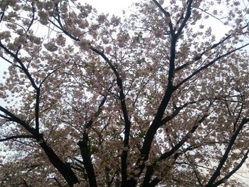 府中市某所の桜（２０１６年４月１１日）.jpg