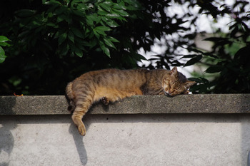 眠り猫（２０１６年７月１７日）.jpg